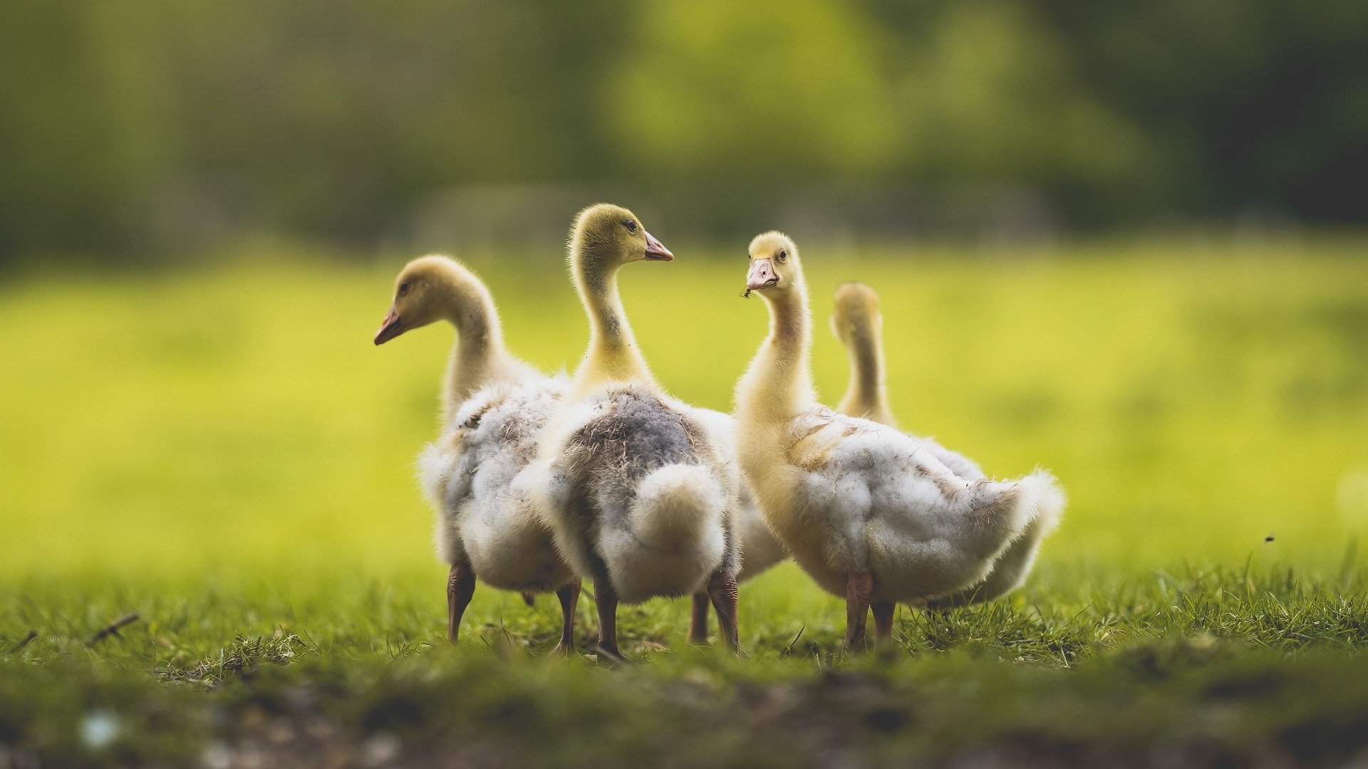 平行宇宙的狂欢，新疆队摧毁76人，浓眉哥刷新生涯新高