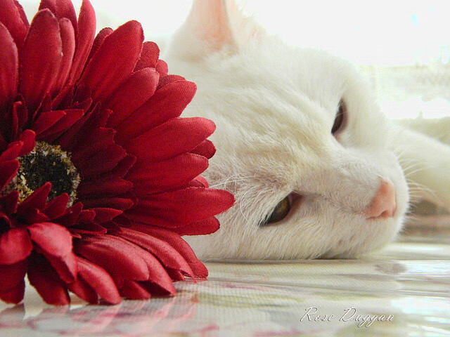 法网，巴黎星辰下的不朽丰碑，纳达尔以恐怖状态镌刻传奇