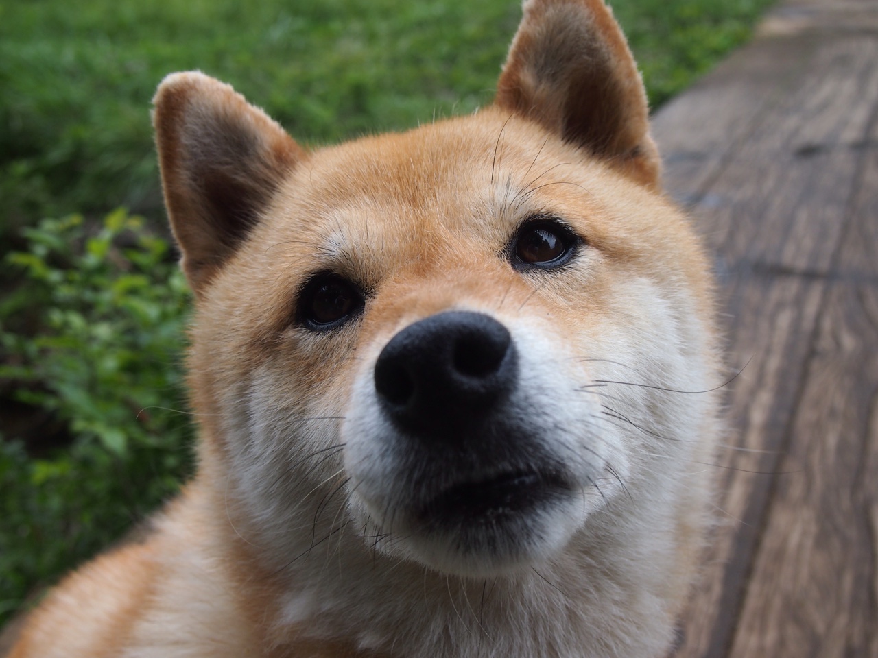 历史轮回蒙扎泪，威廉姆斯双车横扫法拉利，勒克莱尔孤胆英雄惊艳四座