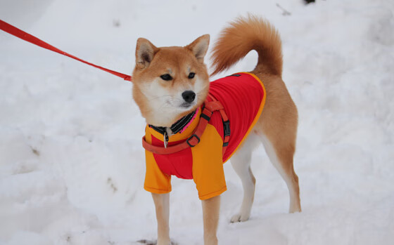旧神的回击与新神的宣言，勇士正面击溃掘金，文班亚马存在感拉满