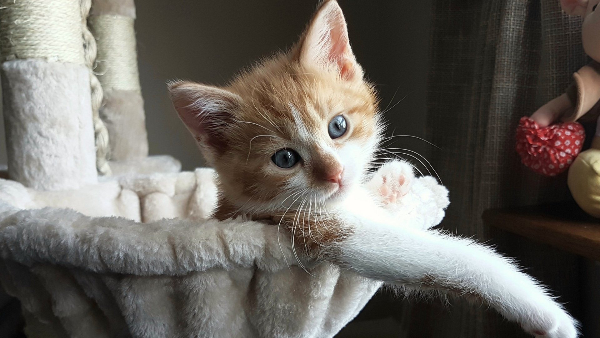 从拼图到持剑人，努涅斯在年度焦点之战中完成自我证明