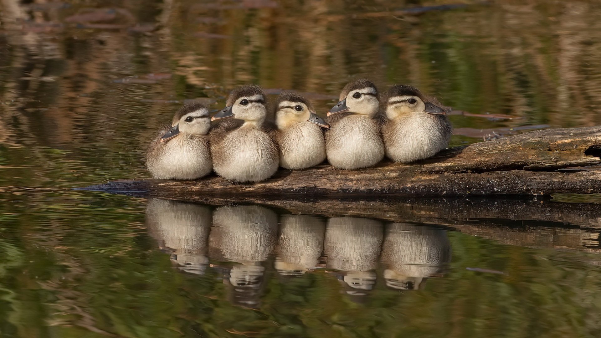 苍穹与地板，从一箭定轨到一球定音—中国航天的精确与辽宁男篮的坚韧