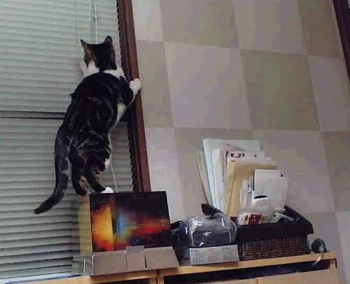 切特一人三分雨，独行侠单节风暴席卷步行者