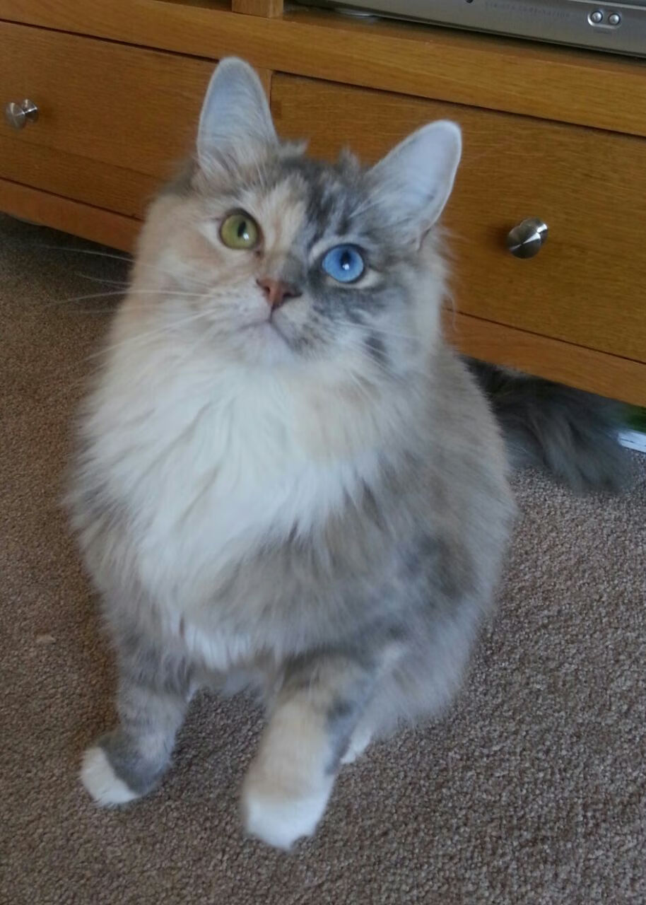 当药厂配方南渡赤道，勒沃库森式悬念终结术与阿圭罗的委内瑞拉钥匙