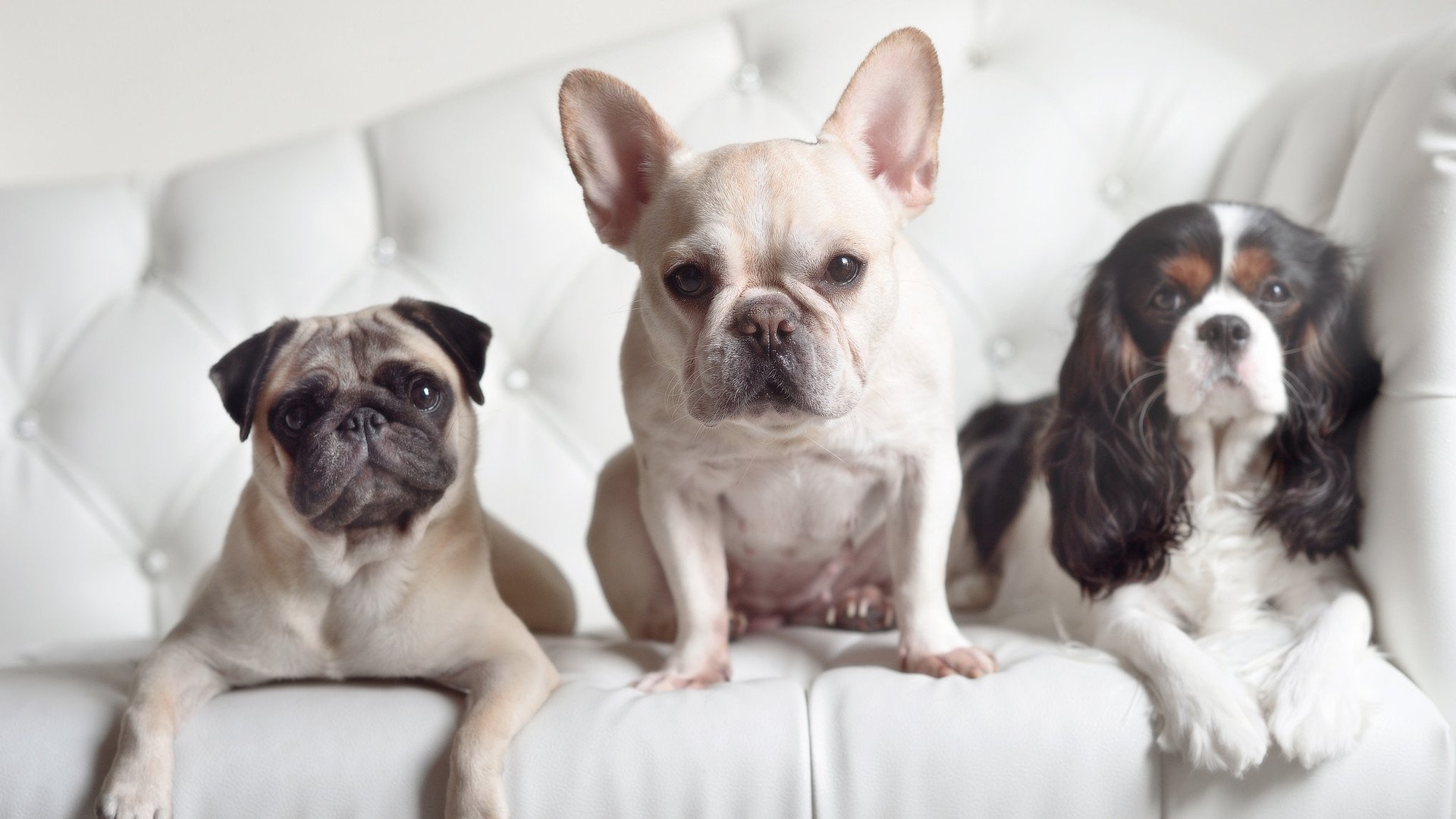 鹰阳之战·利拉德时刻，当欧冠淘汰赛的月光照亮NBA总决赛