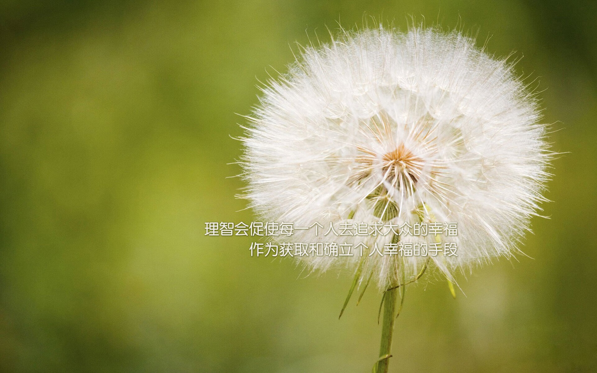 沙漠与雄狮的角力,当加维的魔法撕裂波斯铁骑,喀麦隆在2026世界杯B组写下唯一神谕